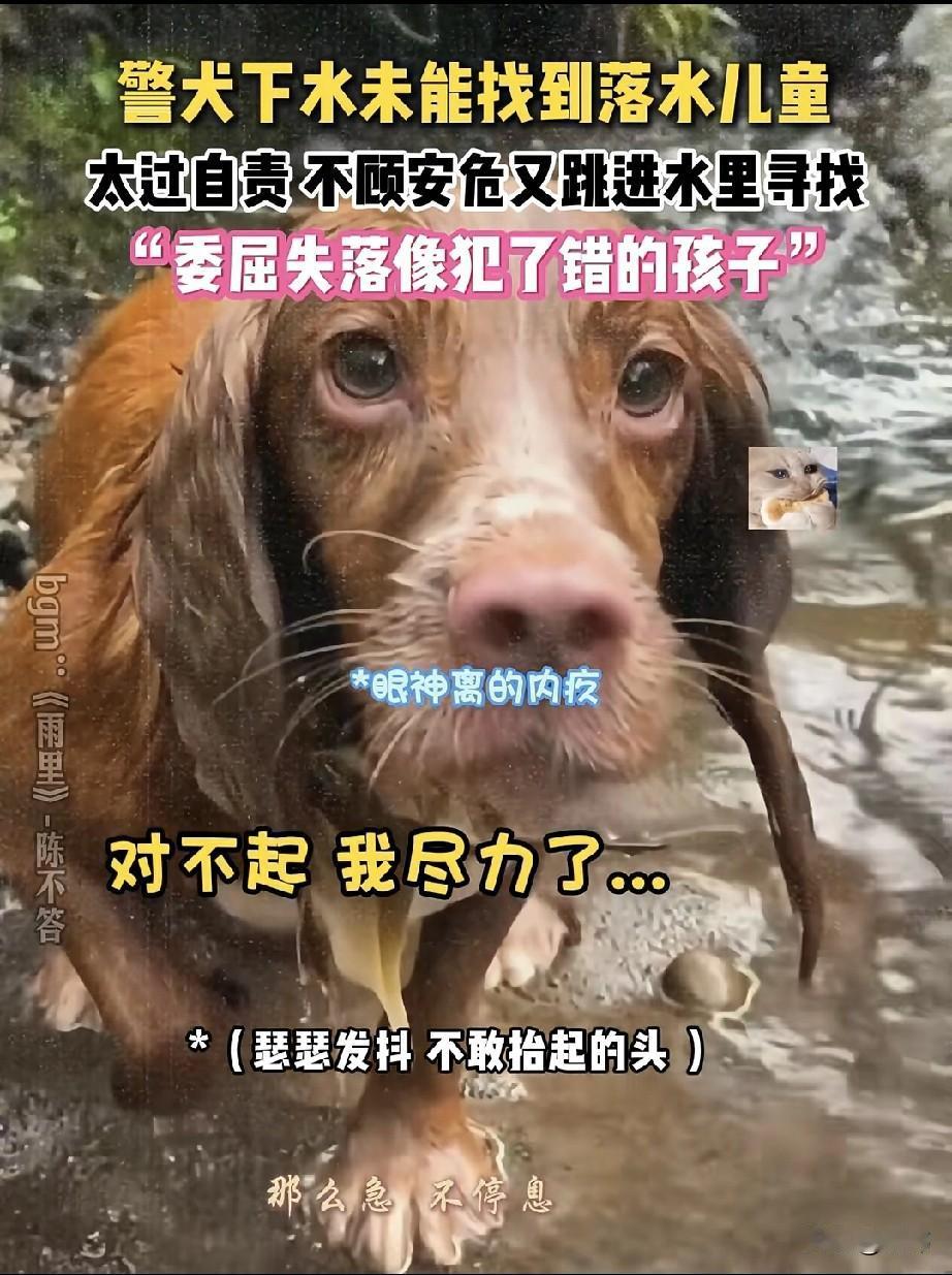 泪目了！一只警犬狗狗执行了一个任务，搜救一位落水的儿童，可找了许久却一无所获，当
