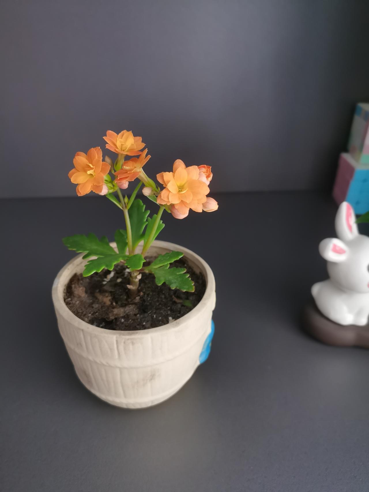 朋友送的一株长寿花，矮小瘦弱，枝干纤细，养了两个月，我一直很担心，觉得今年估计很