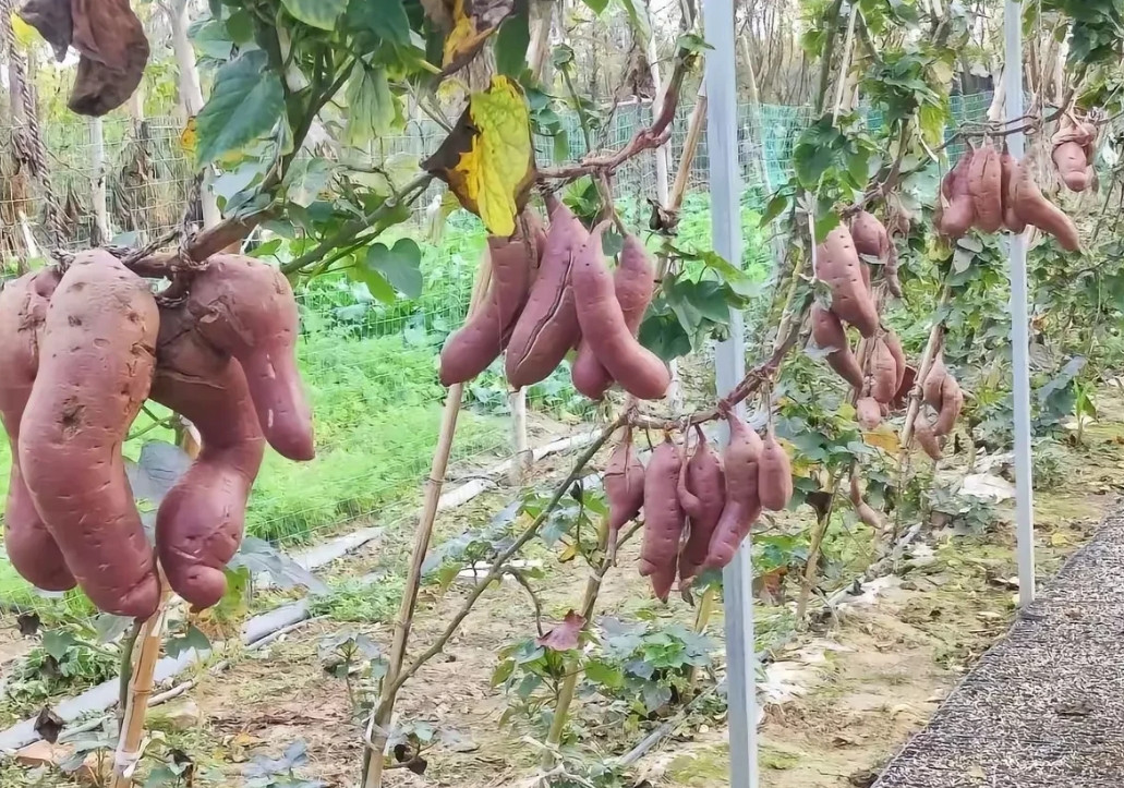 山东，有两位村民到河边钓鱼，发现河边旁边的一排排大棚里，栽种的一种藤蔓类植物，这