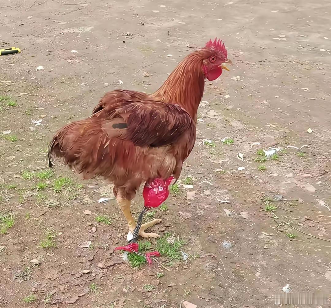 一只鸡可以分期吃，这是我发明的专利。我怎么这么有才啊[捂脸哭]有时候我都觉得