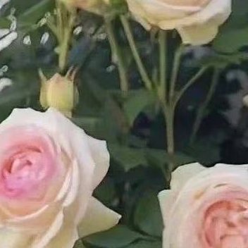 每日一善朱顶红是一种美观且易于养殖的多年生草本植物，以下是一些关于朱顶红的养殖