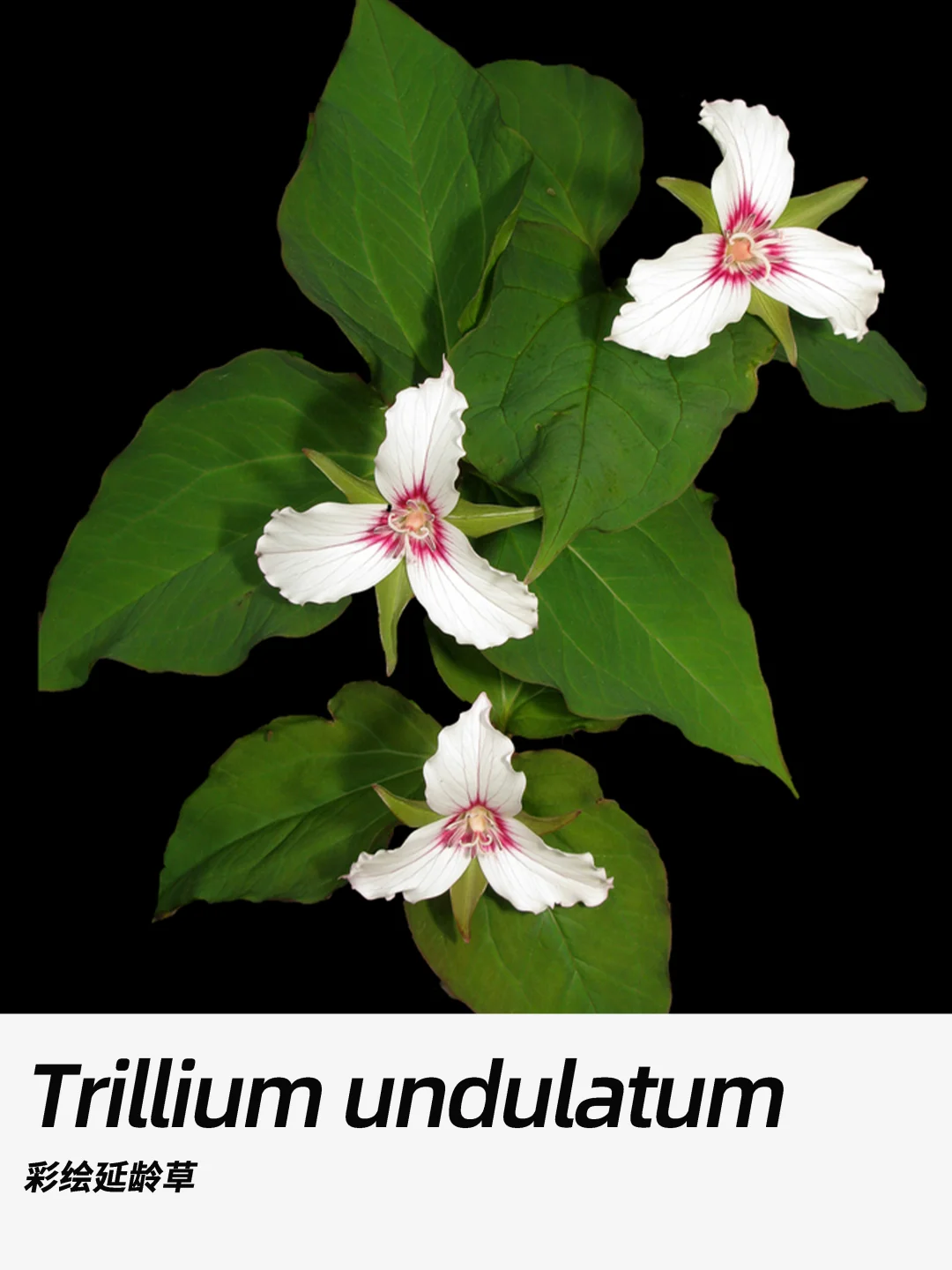 带你每天认识一种花材398｜彩绘延龄草