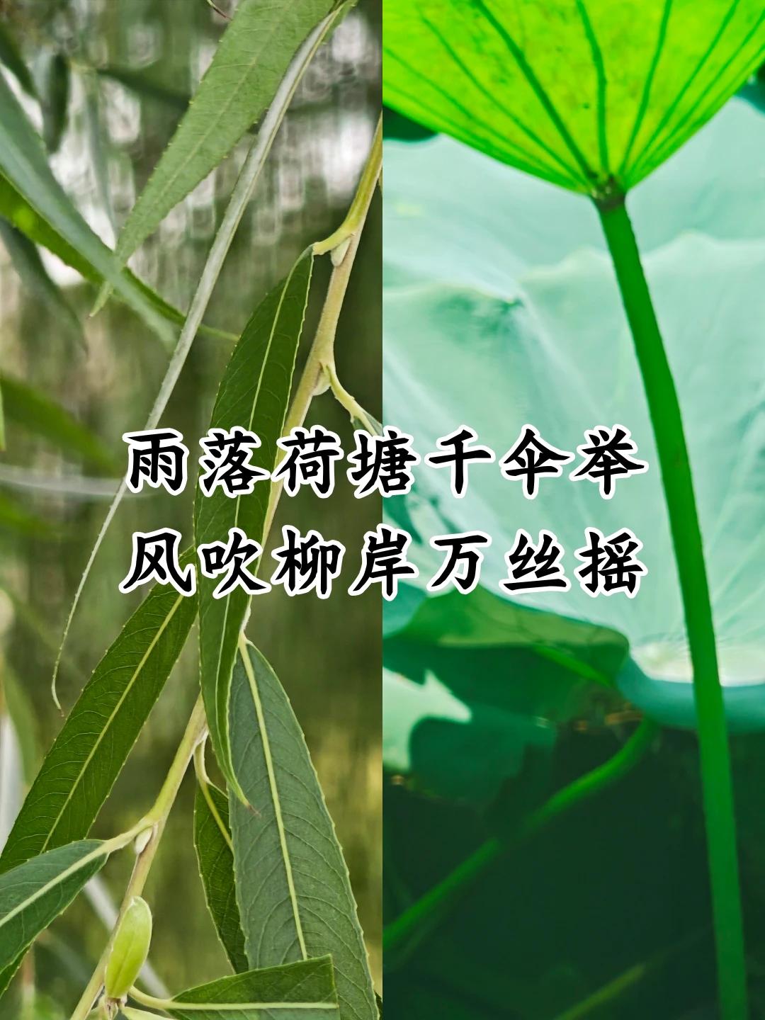 雨落荷塘千伞举[赞]风吹柳岸万丝摇[作揖]横批:华夏美景