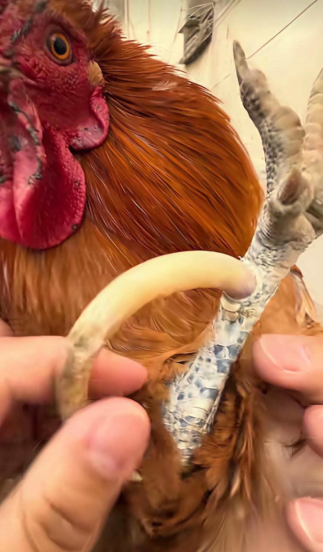 “太罕见了！”山东，一女子在网上晒出一段不可思议的视频：家养10多年的大公鸡，爪