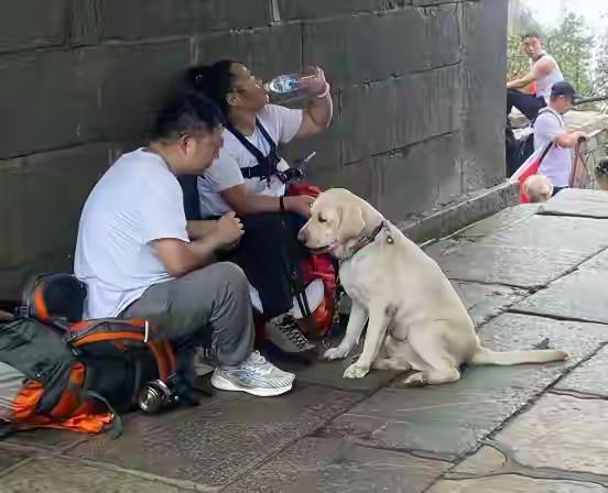 导盲犬芬迪：爬完泰山回基地，网友大喊“活该被宠”！9月16日，泰山导游随手一