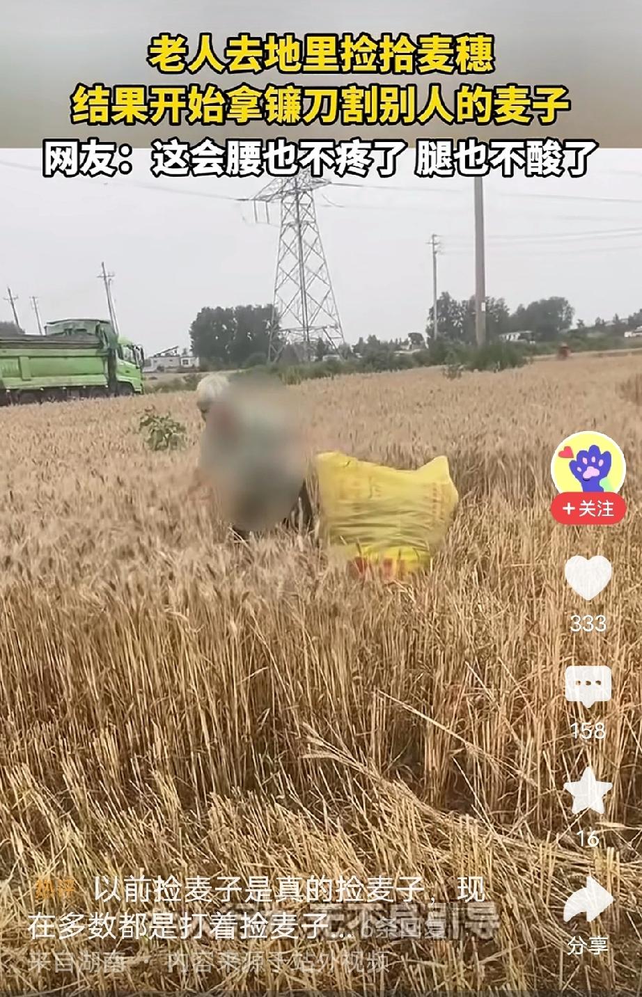 一位白发苍苍的大娘一边护着腰，一边拿着个大袋子，慢悠悠的走进农户麦田，她想要捡拾