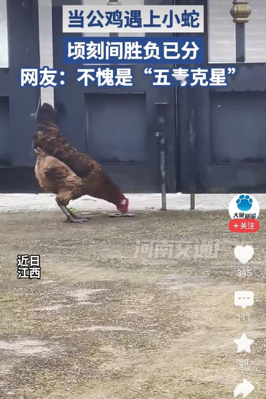 这就是血脉压制！江西大公鸡火上人民日报，几十万网友疯狂点赞！江西赣州一女子