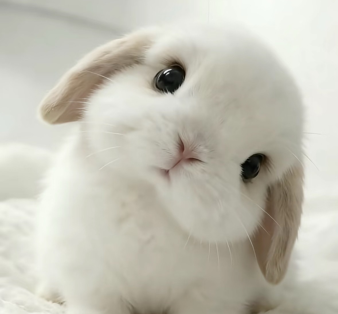 虞书欣今天萌神来的吧~我家垂耳兔宝宝~