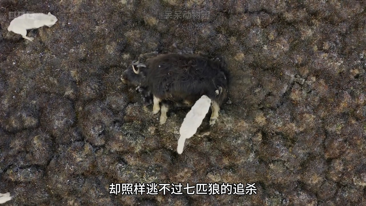 知道“七匹狼”怎么来的吗？