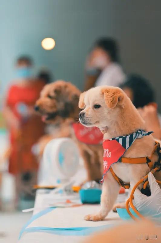 宠物这个赛道真是赚钱快，有大学生一个寒假可以赚上万元。家里养宠物的家庭越来越