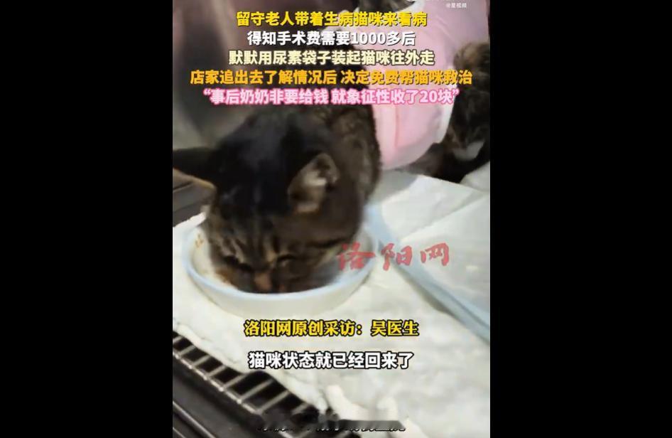 河北石家庄一位留守老人，带着生病的猫咪去宠物医院就诊，得知手术费需1000多