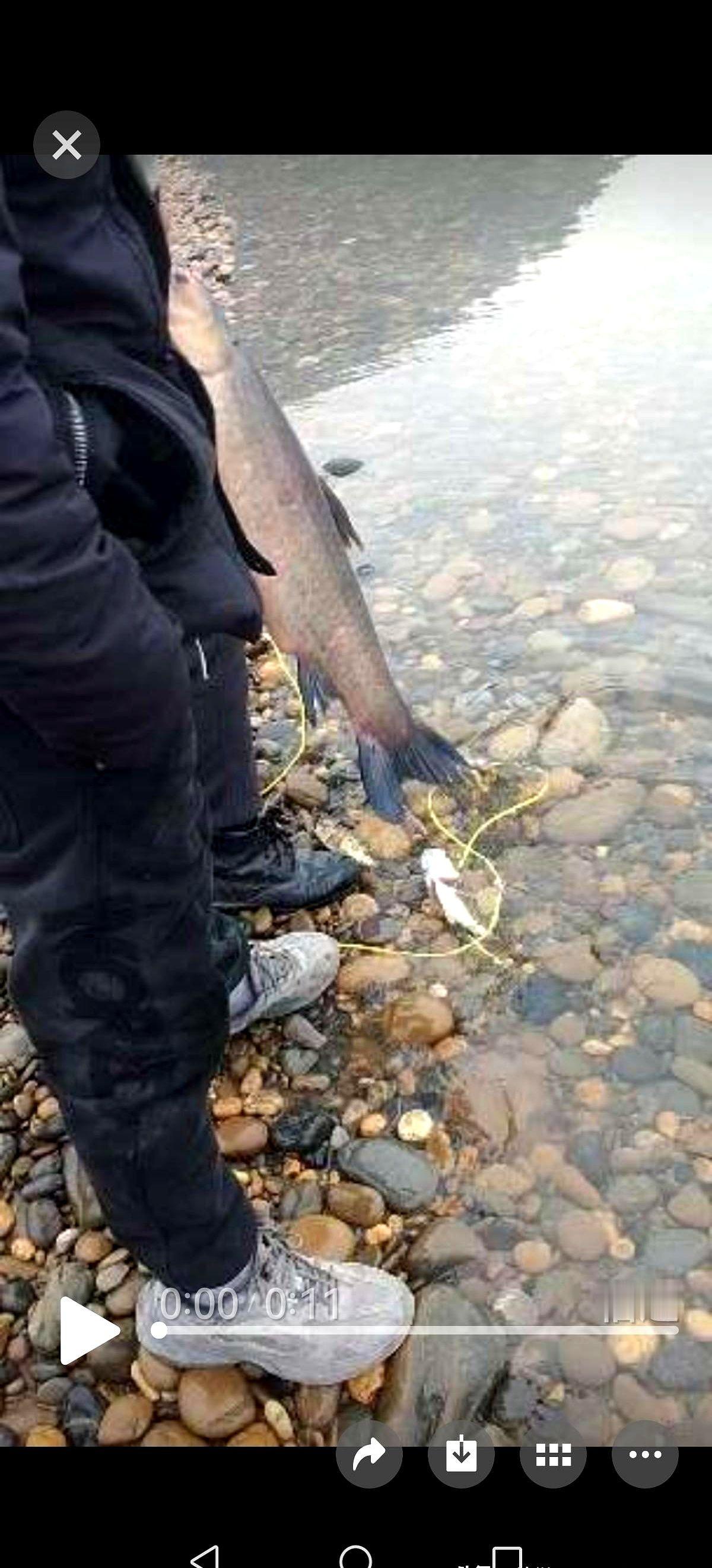 我去！嘉陵江这波“鱼王暴击”也太让人酸到跺脚了吧！现在网上吵翻了——有人说这