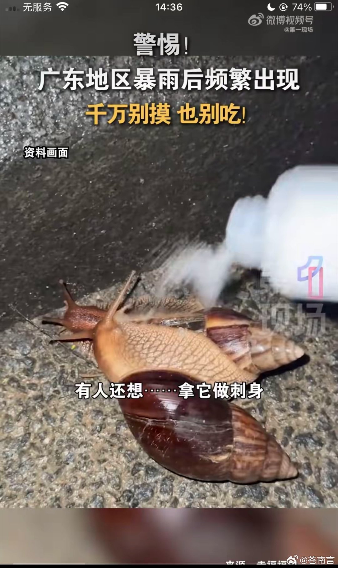 广东暴雨后频现巨型蜗牛广东地区暴雨过后，路边出现大量非洲大蜗牛。该蜗牛是我国首批