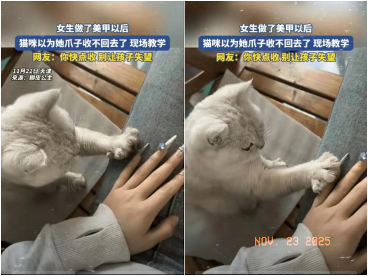 太有灵性了！”一女生做了美甲回家，猫咪看到后竟以为她爪子收不回去了，一本正经地现
