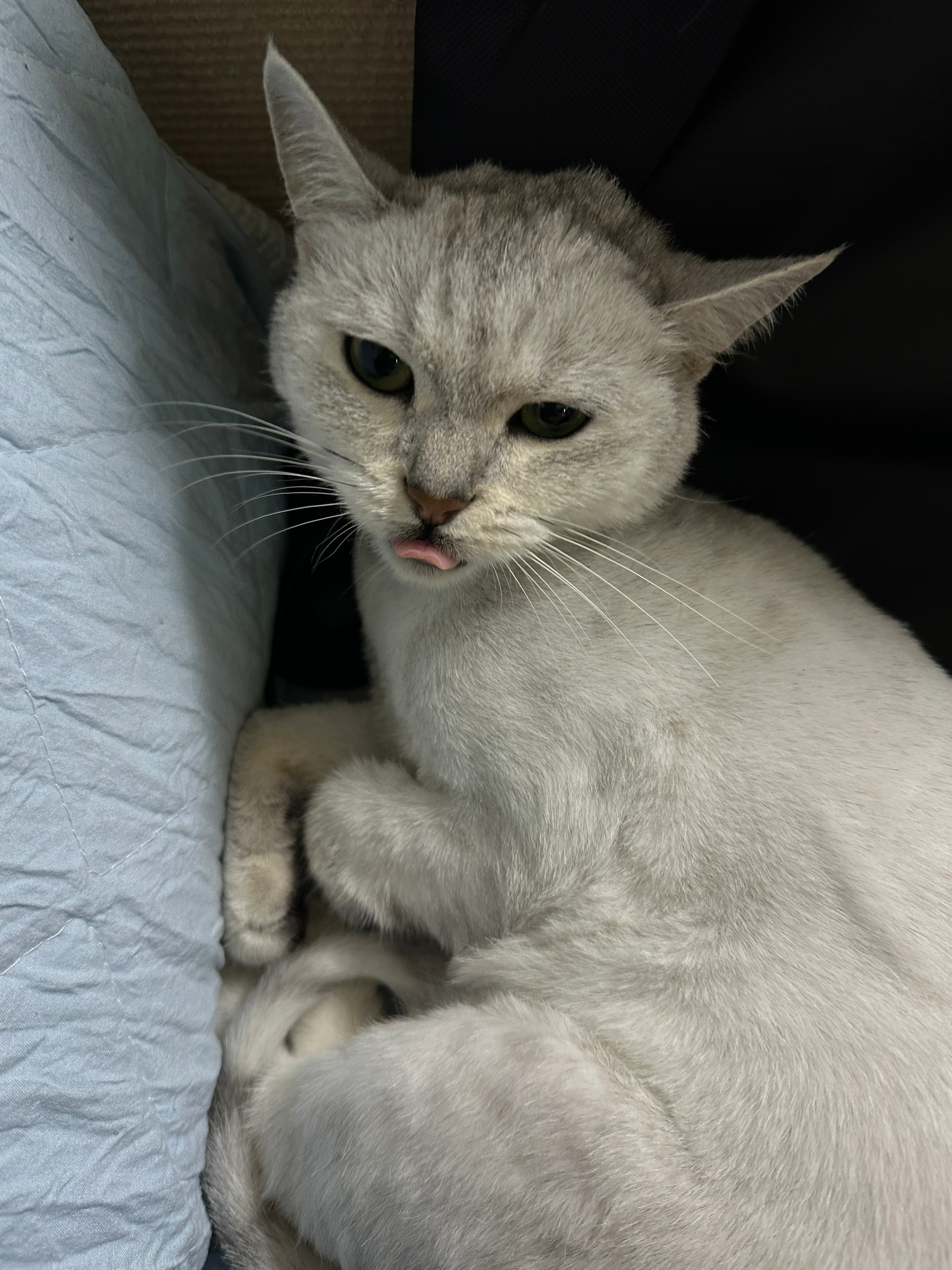 小骚猫我有那么可口吗