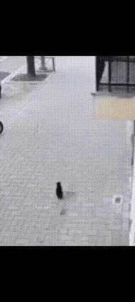 这是成精了!婴儿不知何故从高楼坠落,楼下黑猫看到,竟然毫不犹豫跳起来想去接,虽然