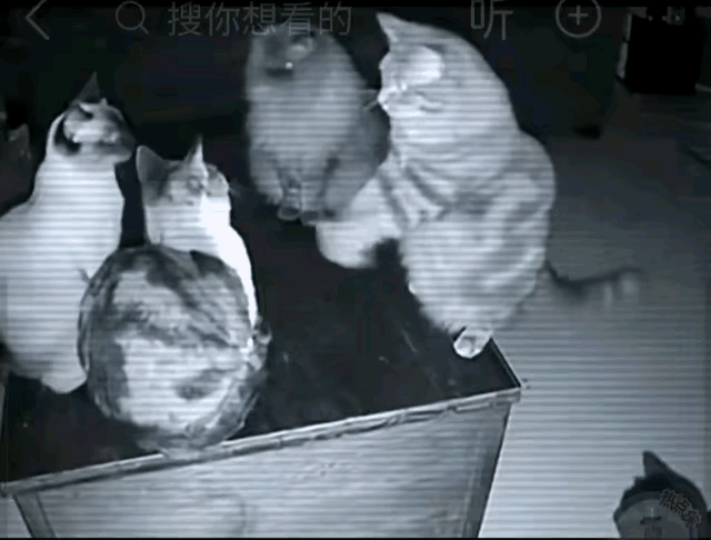 太神奇了，夜幕下四只小猫坐在桌上“纵横捭阖”，地上还蹲只旁听的小可怜，这画面哪是