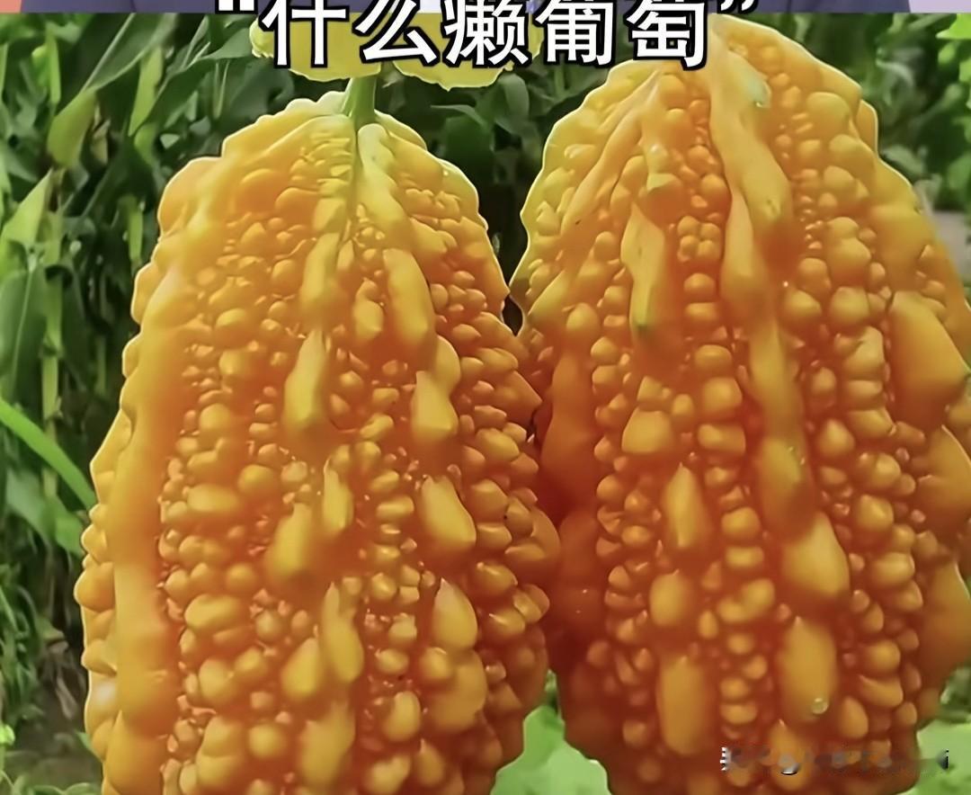 对呀，什么癩葡萄，其实就是苦瓜，天王老子来了，这个也是叫苦瓜。种了一辈子苦瓜，还
