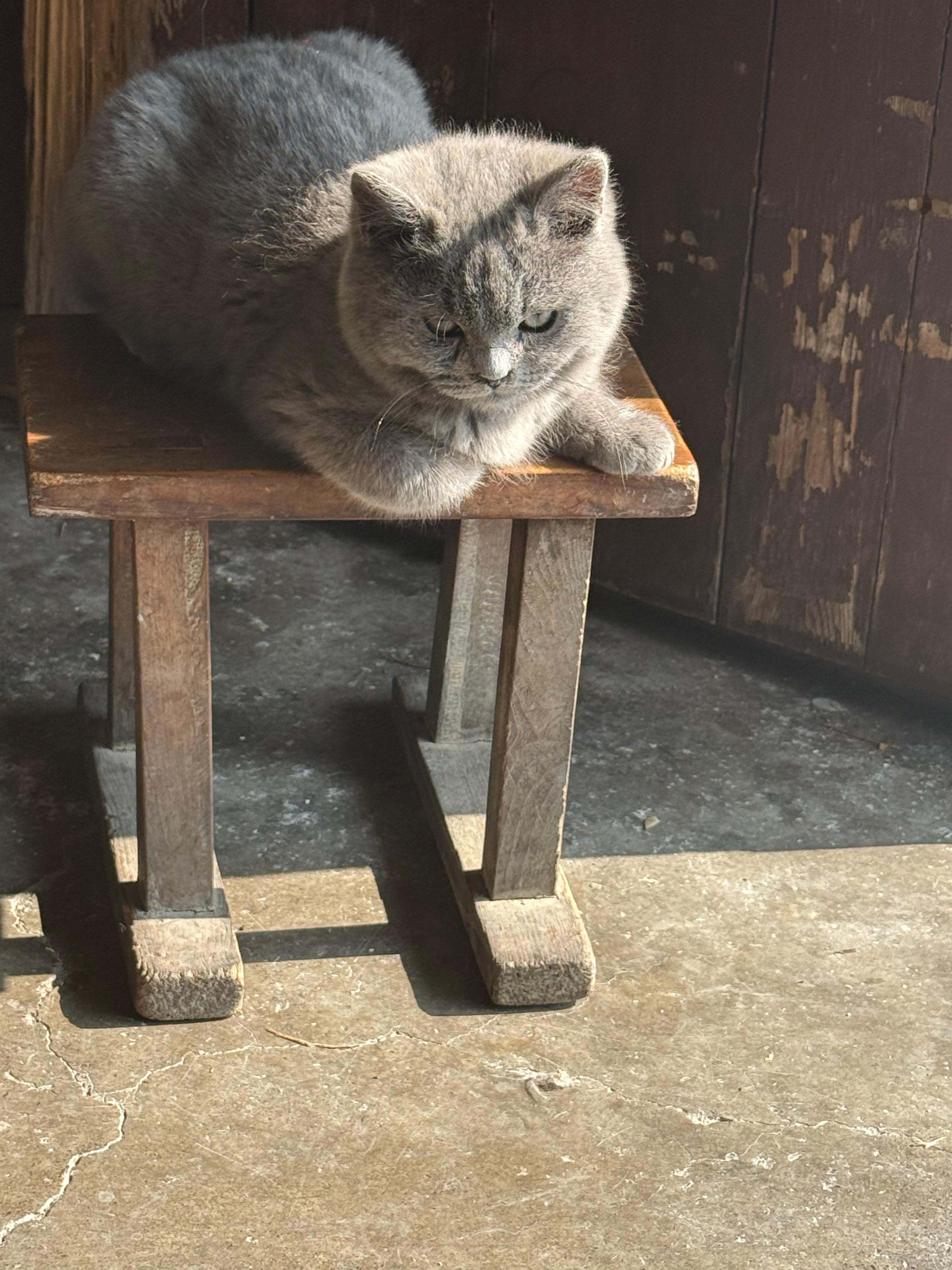 邪恶蓝猫➕一只卖萌小猫