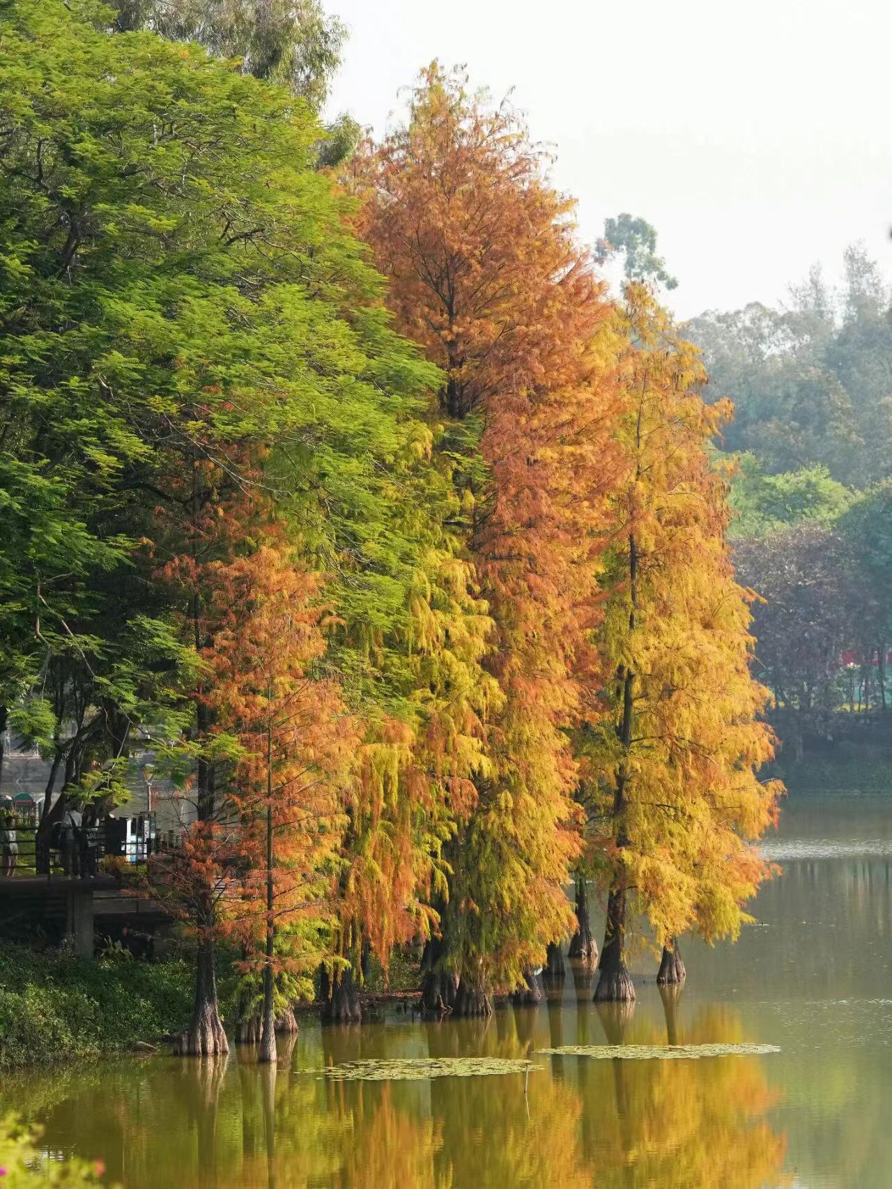 麓湖公园落羽杉，已进入“高光时刻”！🤩🤩🤩📍地址：广州