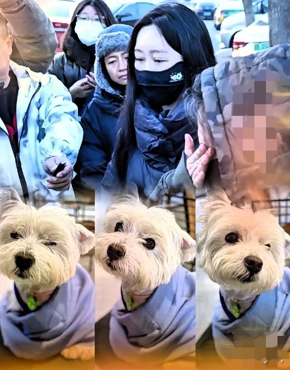 别拿“狗不咬人”当免死金牌，这根本不是爱狗，是拿公德换自私！就说北京这位