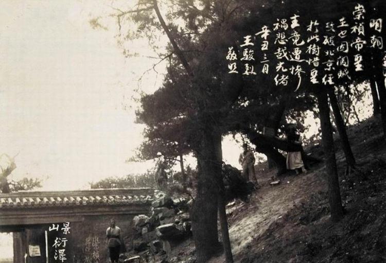 1901年，一名叫王骏烈的人，来到北京景山，见到了吊死崇祯皇帝的那棵歪脖树，并在