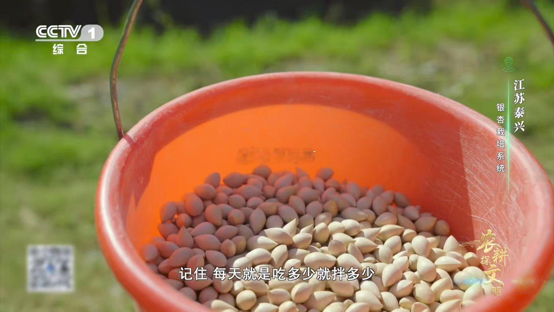 喂了银杏果鸡肉更鲜了银杏果竟成养鸡“秘方”？泰兴人将药食同源的银杏果现拌现喂，