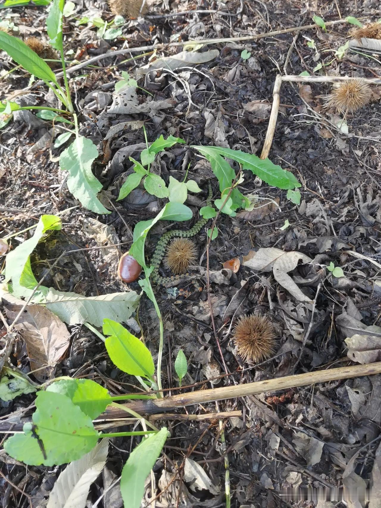 今天去捡板栗，体验生活，差点捡到一根大辣条，查询了一下，还是毒蛇，外号叫做野鸡脖