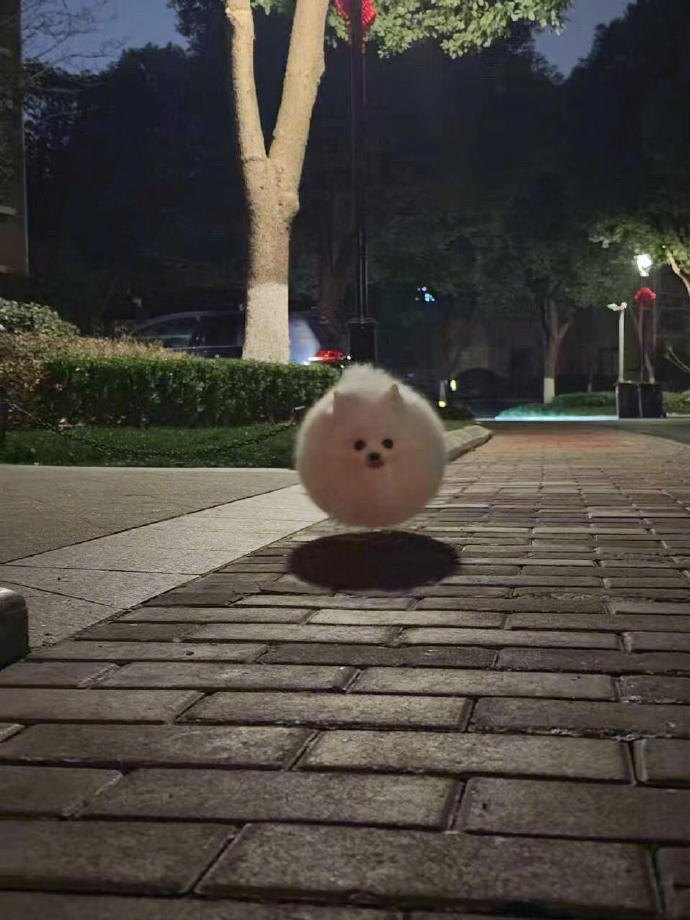 一辆小狗车就这么开过来了​​​