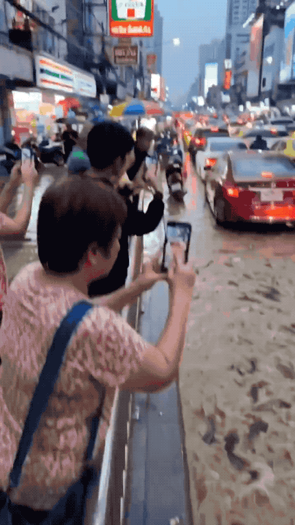 还得说泰国“水太深”：一场大雨曼谷街道变“鱼塘”，鲶鱼就在出租车旁边成群游动！泰