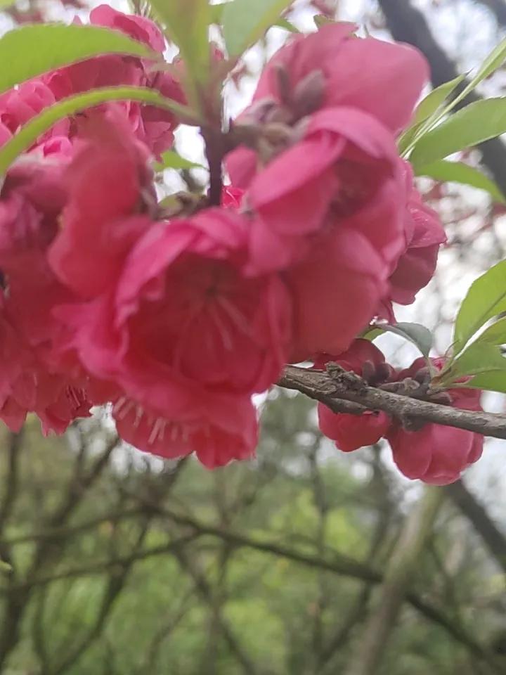 今天初九登高了，每年的今天我们都会到小姑子家里吃饭的，从来都没有注意她们家门前还