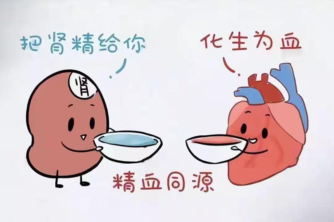 这个中成药被低估了，不仅补肾补肝，还能补精补血！很多人总觉得浑身乏力、腰膝发