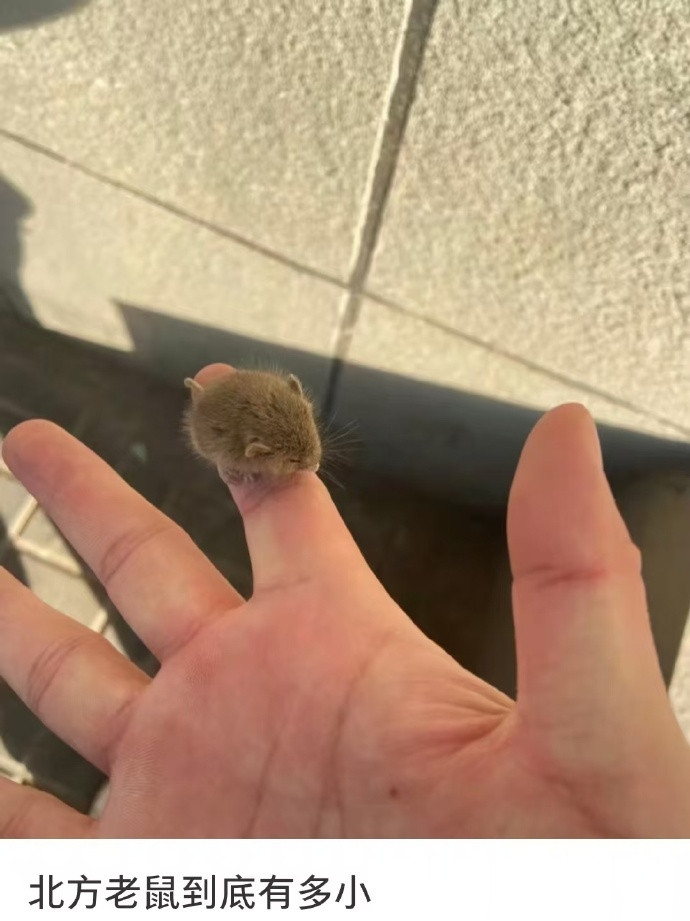 北方老鼠到底有多小