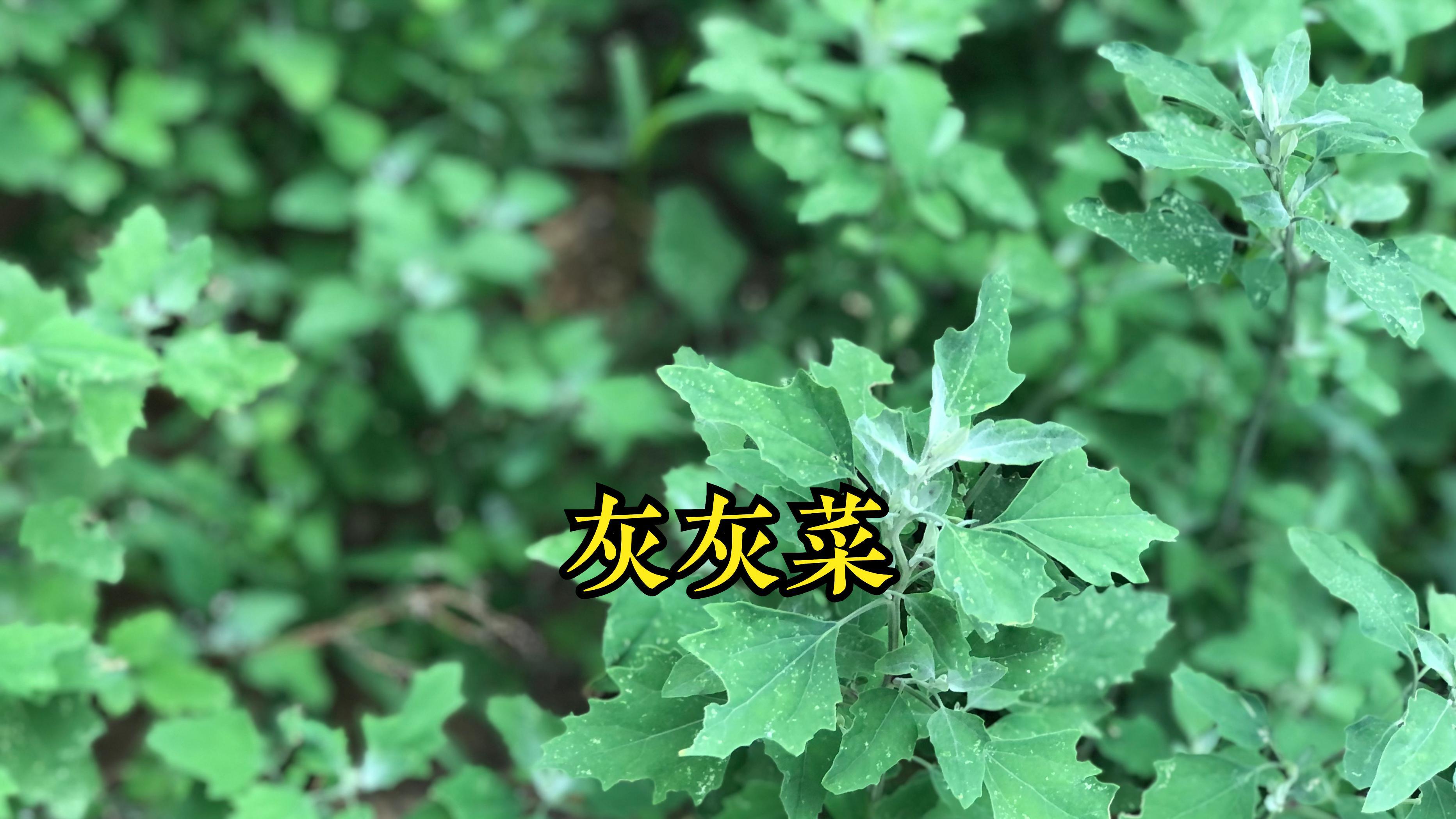 春日野菜大搜罗, 20种常见的你都认识吗?