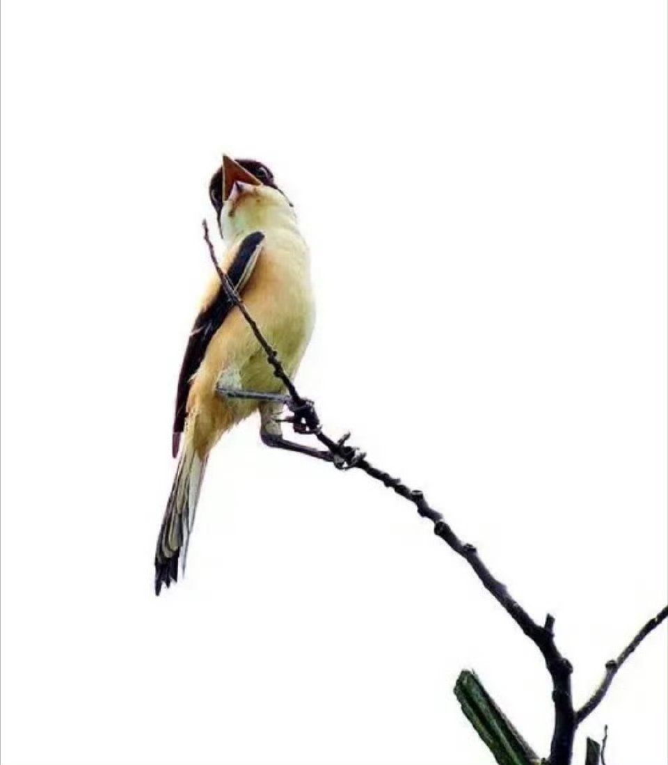 很喜欢冯唐的一句话——“一只鸟敢站在脆弱的枝条上歇脚，它依仗的不是枝条不会断，而