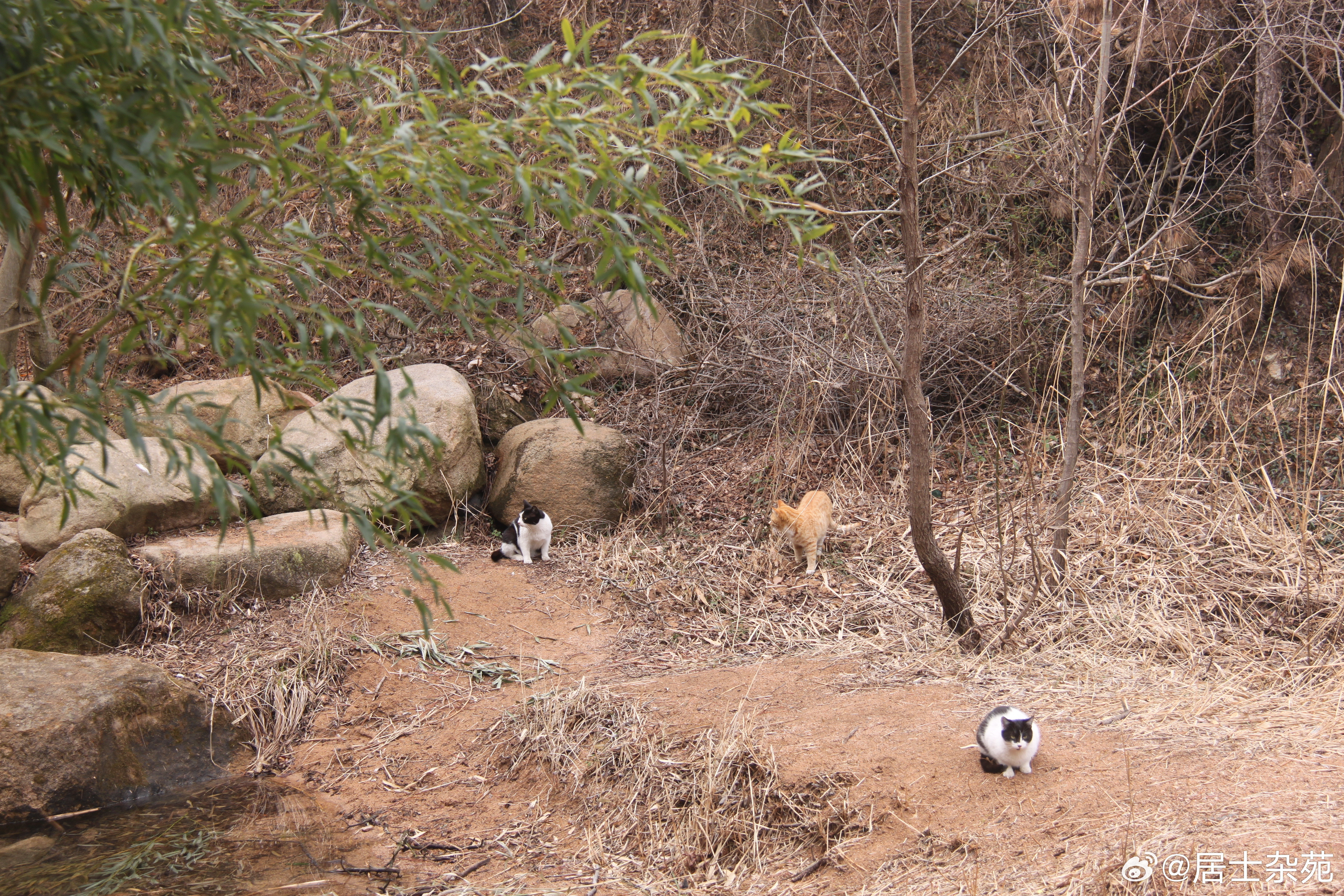 漫步山间寺旁聆听晨钟暮鼓的声声梵音，仰望形神相似的奇石，看那怪石嶙峋，领略大自然