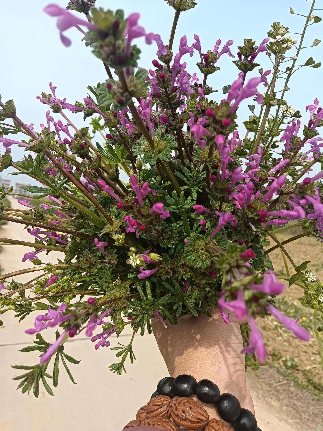 晒晒你拍的花原创摄影