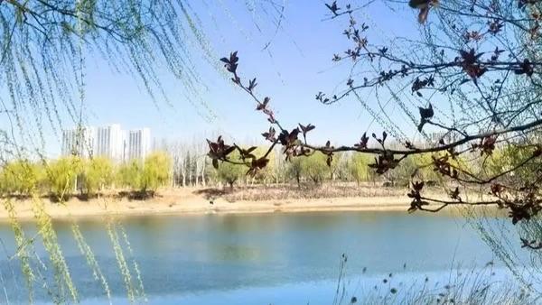 春节前，我国将迎来一轮大幅回暖天气。14日前后，20℃线将北推至河北南部、山东北