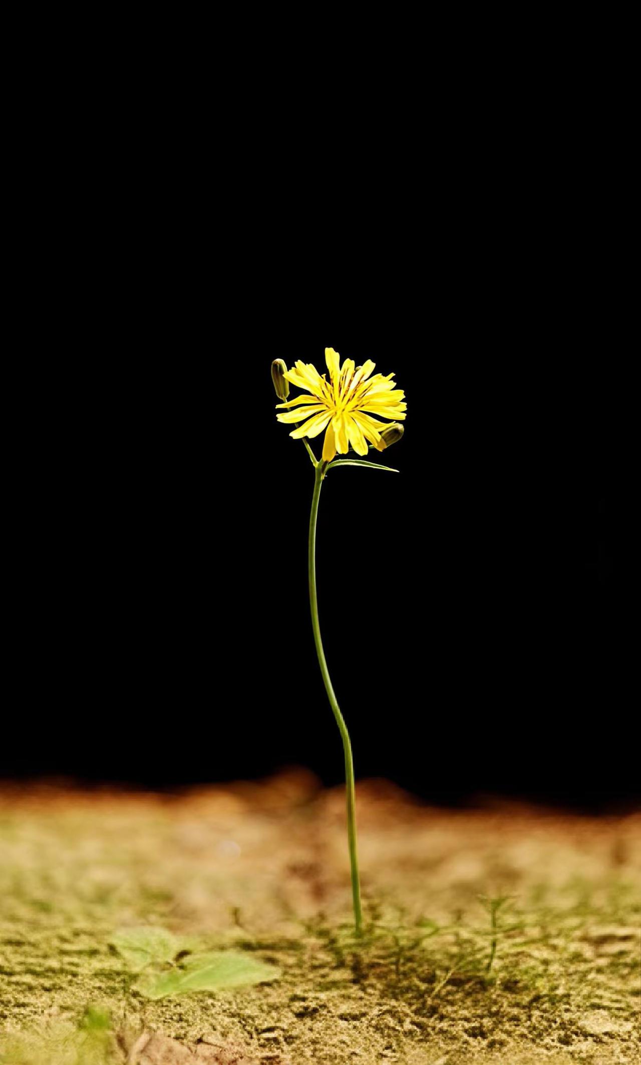 小花。孤傲的野菊花