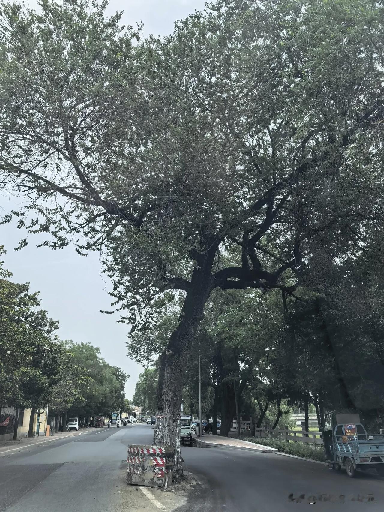 临沭大街上的古树，到底有何来历？在山东省临沭县县城，有两棵古树位于道路中间，