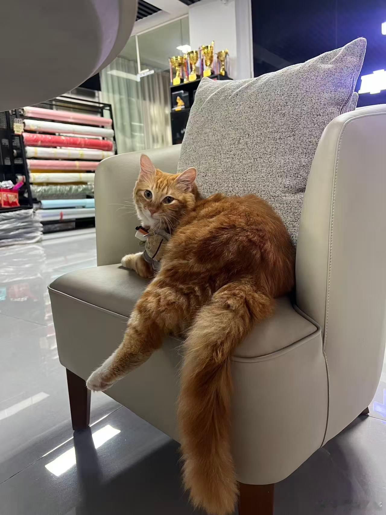 明明是个狗，但非要做牛，我说的是社牛接着猫又来了。我就修个车嘛
