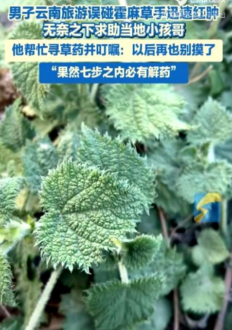 云南旅游的朋友注意了！最近有个新闻，说一游客手欠，摸了把霍麻草，手肿得像馒头。