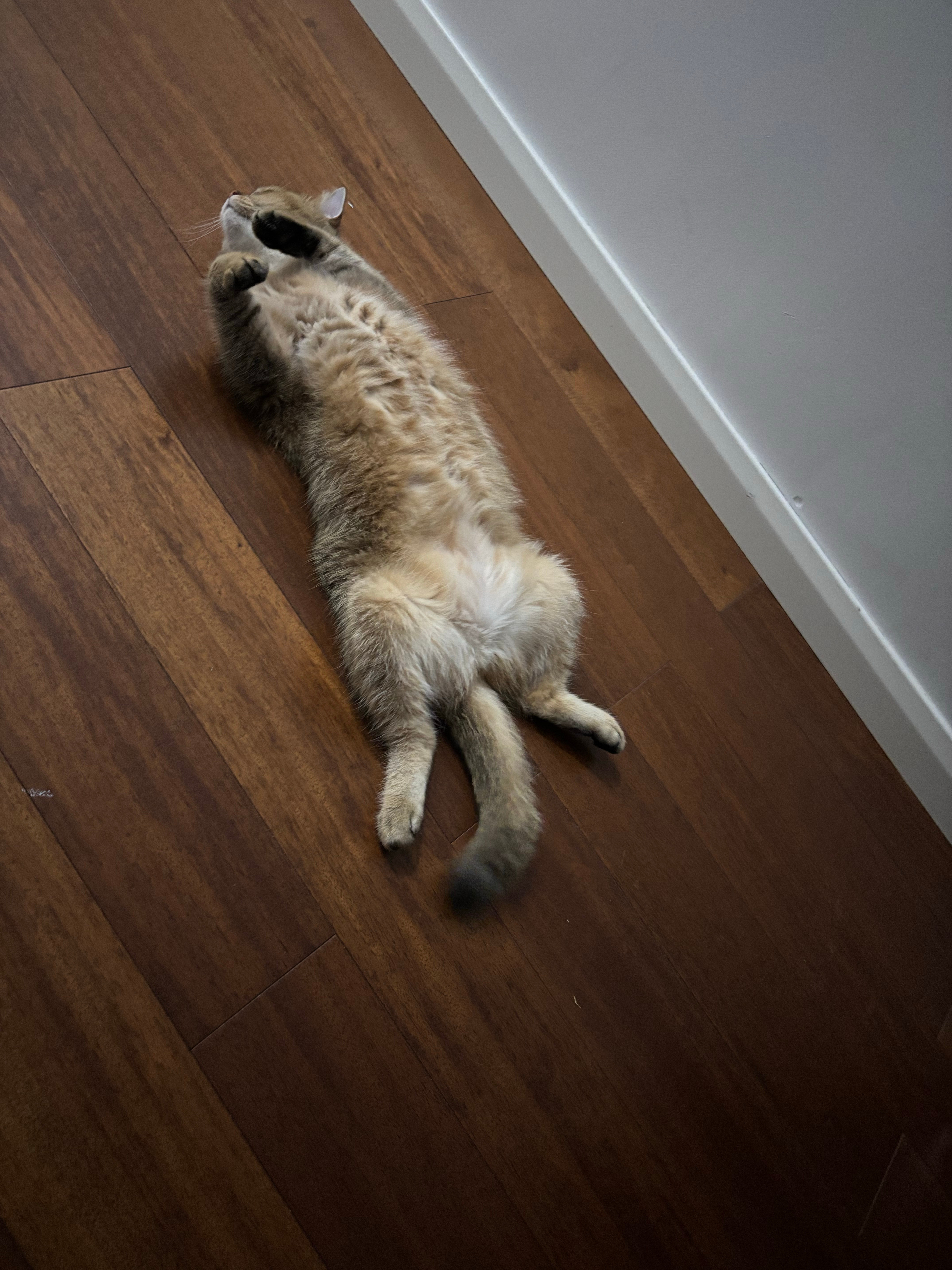 似睡非睡喵猫咪