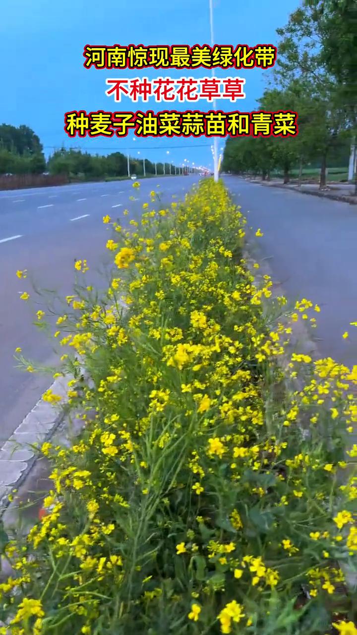 河南惊现最美绿化带，不种花花草草，种麦子、油菜、蒜苗和青菜。