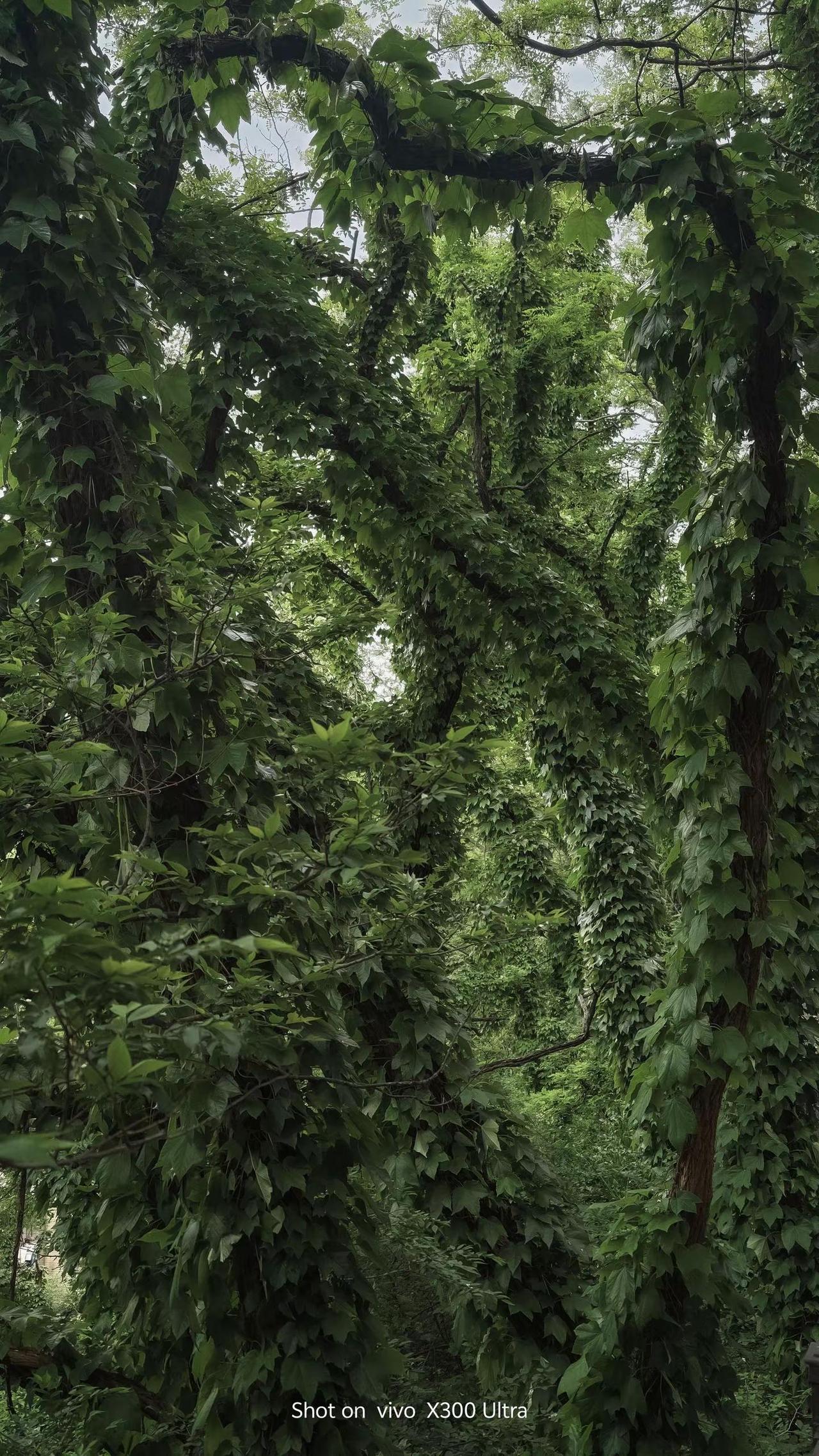 误入大连闹市，撞进一片绿野仙境，现实版绿野仙踪美得不像话🍃📍大连鸣