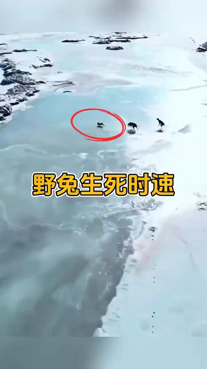 野兔生死时速。野兔仓惶逃窜误入冰面，两只猎狗也紧跟在野兔身后，溜滑的冰面差点让