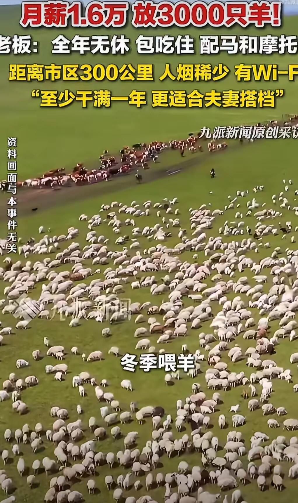 内蒙古一老板招放羊倌，月薪1.6万，管理3000只羊和三万多亩草原。老板说最好夫