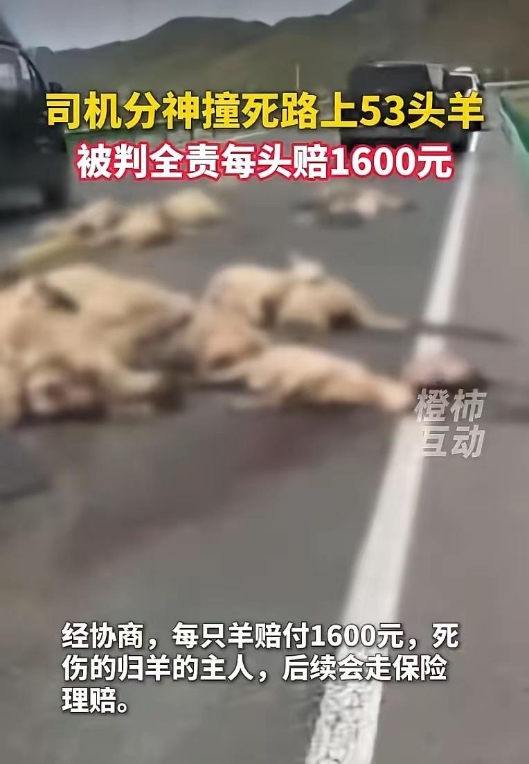 甘肃一男子驾车途中分神撞上羊群致53只羊死伤，交警判定其承担事故全责，双方协商后