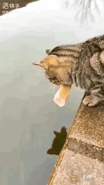 谁懂啊！物业上门放狠话，说我家狸花猫用面包“钓”小区观赏鱼，再犯就把猫打死？