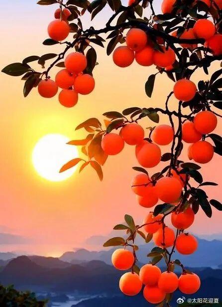 秋风染柿子，硕果红满枝～寻美中国🍅寻美河南​​​